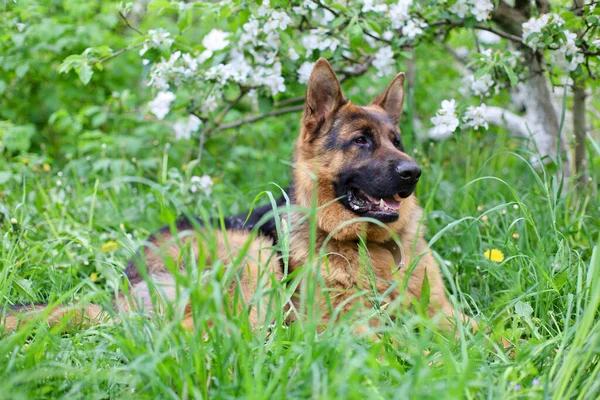 美丽的德国牧羊犬在草地上与花嬉戏 德国牧羊犬在草地上嬉戏 — 图库照片