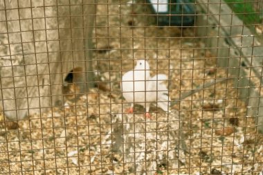 Kuş kafesine yakın. Kafesteki beyaz güvercinler kuş yemliğinden yer. Güzel beyaz güvercinler kafesin içinde bir besleyiciyle