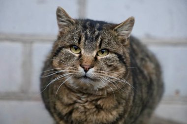 Gri bir kedi portresi. Güzel gri bir kedinin yakın portresi. Yeşil gözlü evcil kedi.