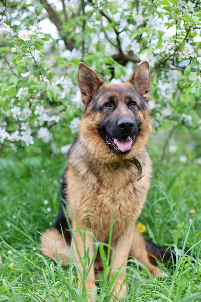 Güzel Alman çoban köpeği çiçeklerle çimenlerde oynuyor. Alman çoban köpeği çiçeklerle oynuyordu.