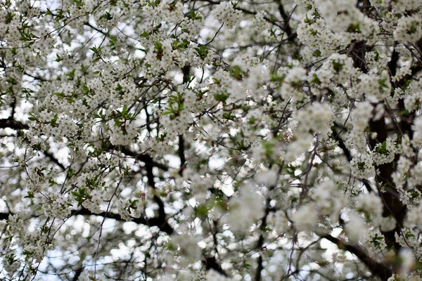 Cerezo Floreciente Primavera Flores Cerezo Sakura Árbol Durante Floración Primavera — Foto de Stock