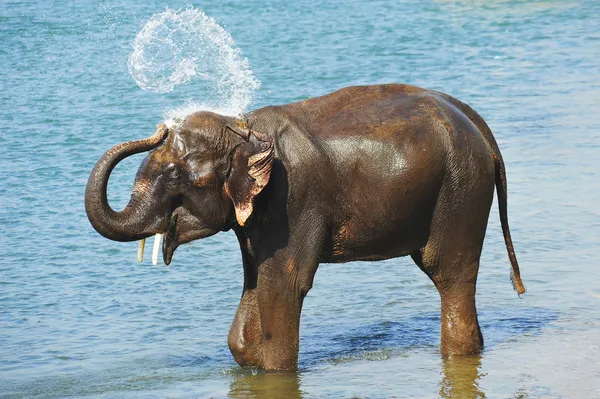 Douche d'éléphant — Photo