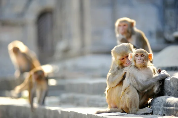 Monkey relations — Stock Photo, Image