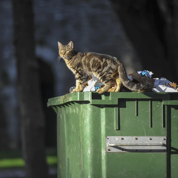 Chat sur le conteneur Photo De Stock