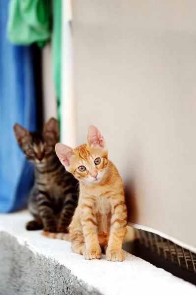 iki yavru kedi
