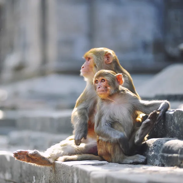 Monkeys sitting on a stone — Stock Photo, Image