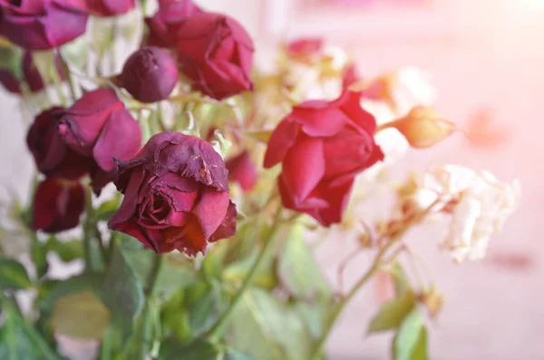 Buquê Murcho Rosas Brancas Vermelhas Conceito Amor Separação — Fotografia de Stock