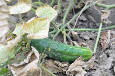 Bahçede salatalık yetiştiriyor. Sulama eksikliğinden dolayı kurumuş üstler. Bahçe.