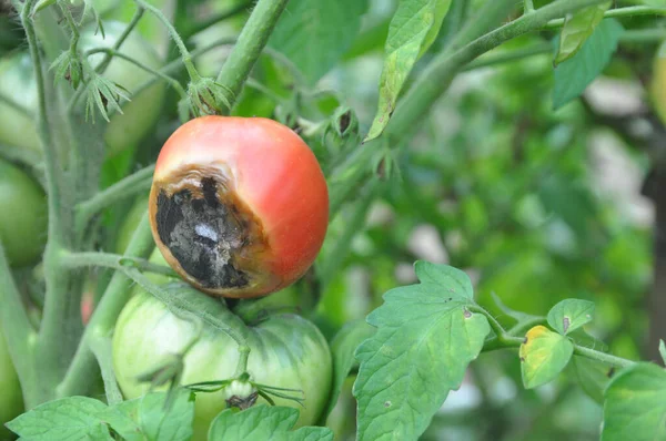 Plant disease. Red tomato with rot in the center. Garden.