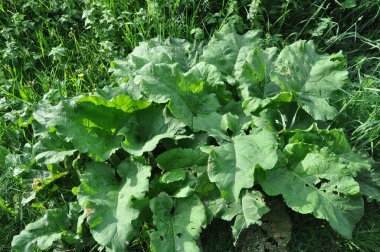 Yaz başında parkta yeşil çimlerin üzerinde taze burdock yaprakları. Botanik.