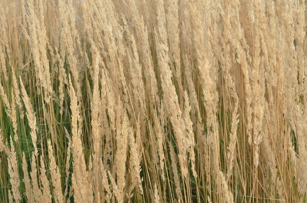 Die Textur Des Getrockneten Herbstgrases Park Hintergrund — Stockfoto