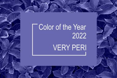 2022 yılının çok peri rengi. Moda konsepti. Uzun ömürlü bitki coleus, plectranthus scutellarioides yaprakları.