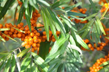 Olgun deniz dikenli üzümleri bir dalda. Sağlıklı beslenme.