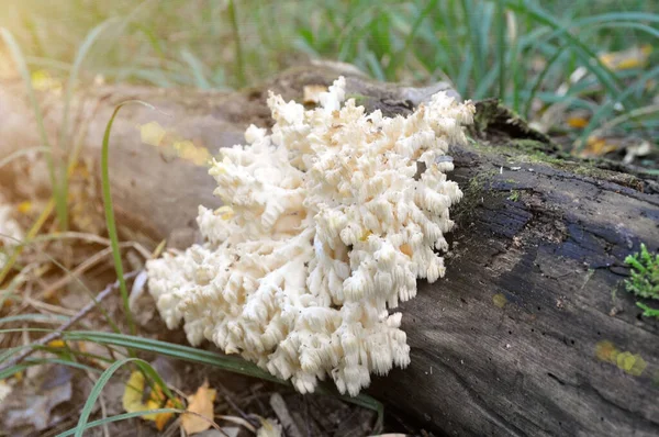 Hericium Hericium Ätlig Svamp Släktet Hericium Hälsosam Mat — Stockfoto