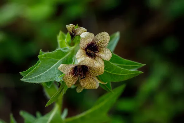 Siyah Henbane Hyoscyamus Niger Zehirli Bir Bitkidir Sadece Çiçekleri Koklayarak — Stok fotoğraf