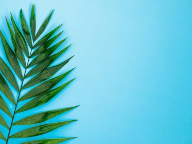 Açık mavi arka planda tropikal palmiye yaprağından yapılmış sınır çerçevesi. Asgari doğa. Yaz stili düz yatak. Üst görünüm, alanı kopyala