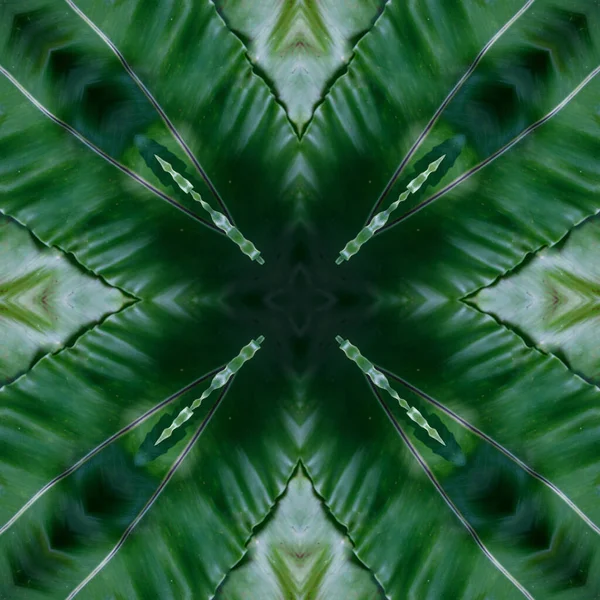 Зеленая Мандала Лесной Пальмы Листьев Папоротника Мандала Сделана Природных Предметов — стоковое фото