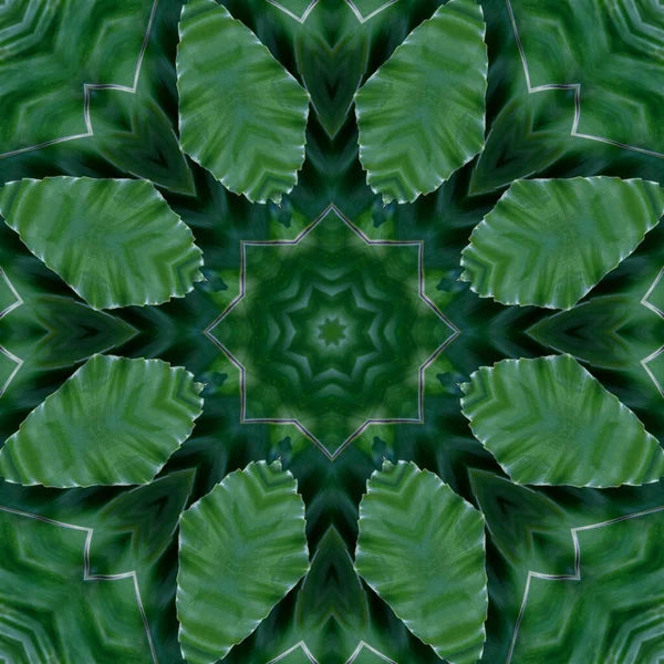 Mandala Verde Folhas Palmeira Floresta Samambaia Mandala Feita Objetos Naturais — Fotografia de Stock