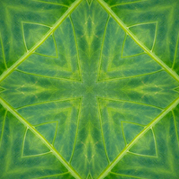 Grön Mandala Från Skogspalmblad Mandala Gjord Naturliga Föremål Naturlig Bladprydnad Stockfoto