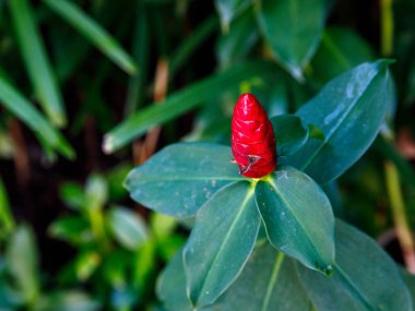 Zingiber 'in kırmızı çiçeğini kapat ya da yeşil yapraklı şampuan zencefilini..