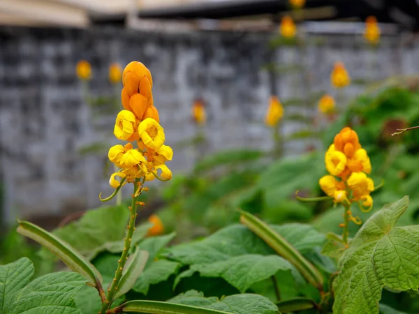Kurtçuk Çalı Çiçeği Senna Alata Çiçeği Parktaki Bahçedeki Çalı Çiçeği — Stok fotoğraf
