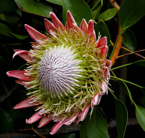 The blooming beauty of the evergreen island Madeira - Protea