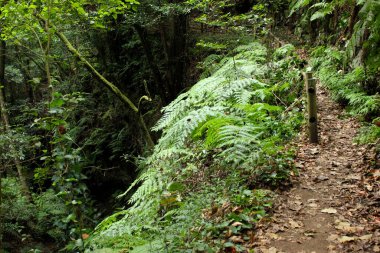 Vahşi doğa, La Palma adasında yağmur ormanı.