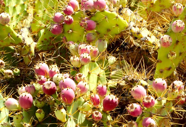 Dikenli armut, Meksika 'ya özgü bir kaktüs bitkisi..