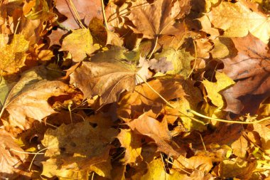Sonbaharın altın renkleri Orman yolunda dökülen yapraklar.