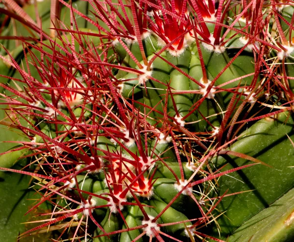 Güzel bir dikenli kaktüsün ilginç bir görüntüsü..