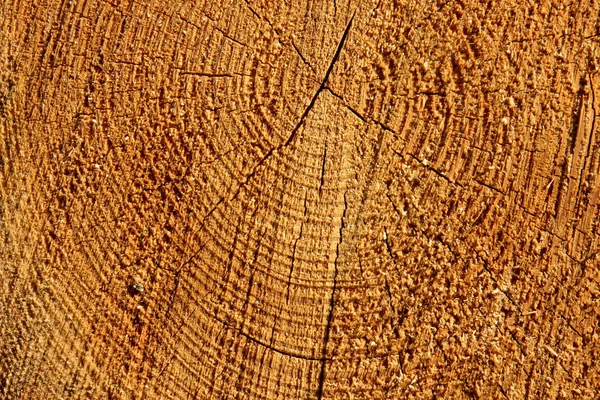 Tarla kuşu gövdesinin temiz bir görüntüsü.