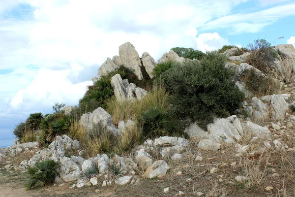 Parkta vahşi doğa gösterisi Monte Cofano Sicilya.