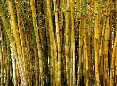 Vahşi doğada bambu ormanının manzarası.