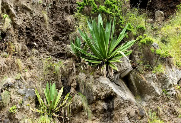 Plants Azores Islands Aloe Vera — Zdjęcie stockowe