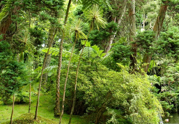 Kilátás Terra Nostra Park Azori Szigetek — Stock Fotó