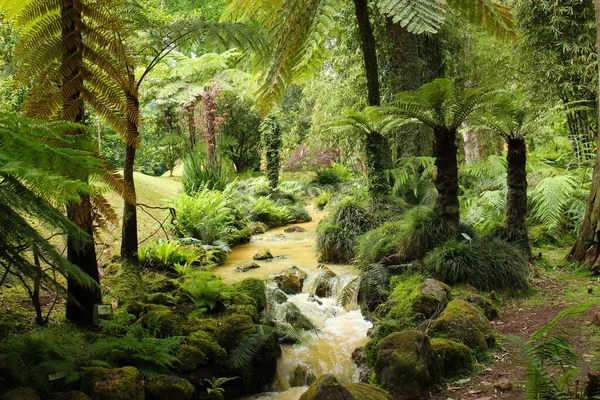 Sao Miguel Adası Terra Nostra Ulusal Parkı 'nın vahşi doğası.