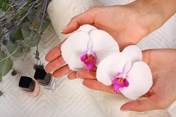 Manicure — Stock Photo, Image