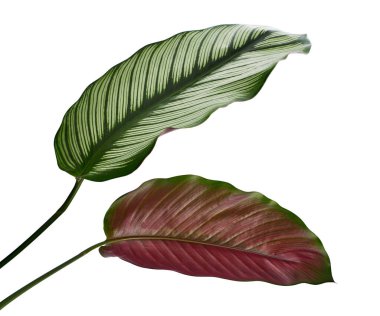 Calathea ornata (ince çizgili Calathea) yaprakları, tropikal yapraklar beyaz arka planda izole edilmiş, kırpma yolu ile