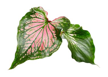 Pembe yapraklı ve yeşil damarlı Caladium bicolor, beyaz arka planda izole edilmiş pembe Caladium yaprağı, kırpma yolu