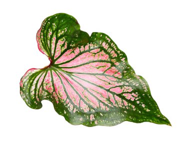 Pembe yapraklı ve yeşil damarlı Caladium bicolor, beyaz arka planda izole edilmiş pembe Caladium yaprağı, kırpma yolu