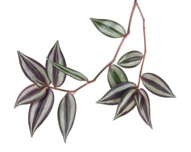 Tradescantia zebrina yaprakları, Inchplant yaprakları, egzotik tropikal yaprak, kırpma yolu ile beyaz arka planda izole                            