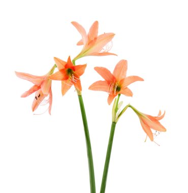 Hippeastrum ya da Amaryllis çiçeği, beyaz arkaplanda izole edilmiş turuncu amilis çiçeği, kırpma yolu ile 