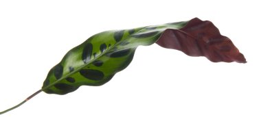 Calathea lancifoli bitkisi, Calathea insignis yaprağı, Calathea yaprağı, kesme yolu olan beyaz arkaplanda izole edilmiş.                