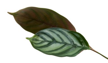 Calathea osa yaprağı, Ctenanthe yaprağı beyaz arkaplanda izole edilmiş, kırpma yolu ile   