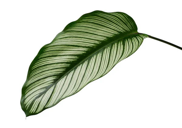 Calathea Ornata Pin Stripe Calathea Levelek Trópusi Lombozat Elszigetelt Fehér — Stock Fotó