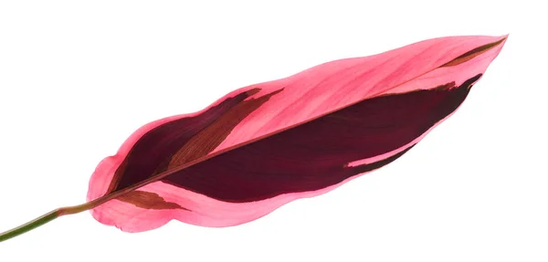 색별의 지방의 잎들은 배경에 분리되어 — 스톡 사진