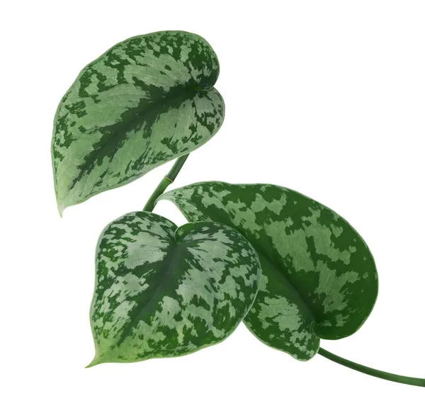 Scindapsus Pictus Levelek Satin Pothos Növény Egzotikus Lombozat Elszigetelt Fehér — Stock Fotó