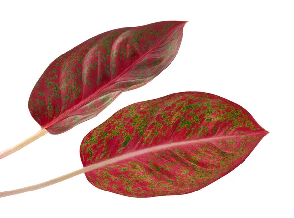 Aglaonema Laub Rote Aglaonema Blätter Exotisches Tropisches Blatt Isoliert Auf — Stockfoto