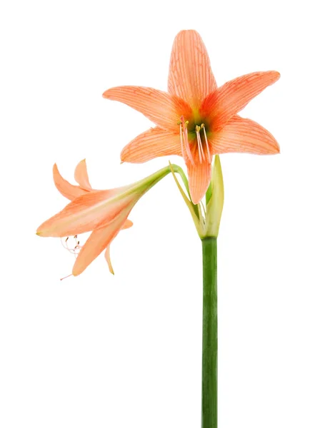 Hippeastrum Amaryllis Bloem Sinaasappel Amaryllis Bloem Geïsoleerd Witte Achtergrond Met — Stockfoto