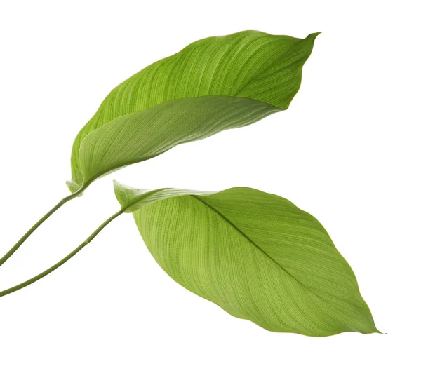 Calathea Laub Exotisches Tropisches Blatt Großes Grünes Blatt Isoliert Auf — Stockfoto